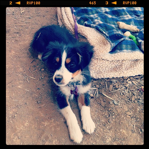 The puppy that @bloomingleopold tried to buy today.