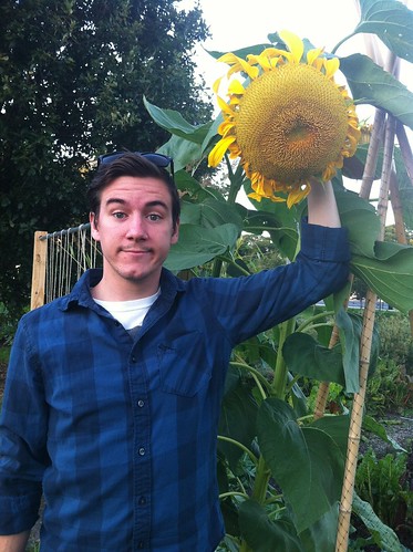 Giant sunflower