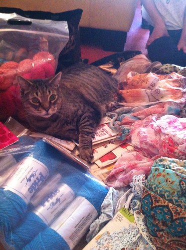 Indiana Jones, the most awesome cat ever