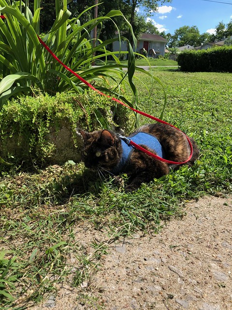 2019: Leash Training Amelia